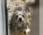 Small #2 Mutt