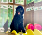 Small Photo #3 Poodle (Standard) Puppy For Sale in PAW PAW, MI, USA