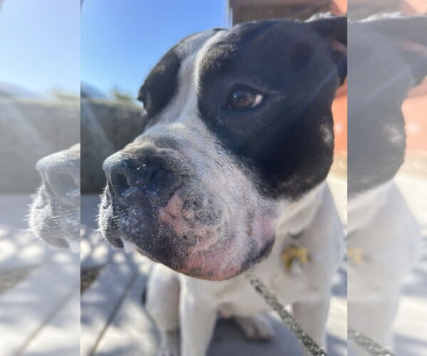 Medium Photo #8 American Pit Bull Terrier-Bulldog Mix Puppy For Sale in Chandler, AZ, USA