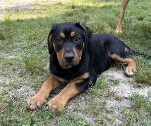 Goldendoodle-Labrador Retriever Mix Litter for sale in PLAIN VIEW, VA, USA