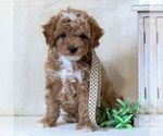 Small #3 Cavapoo