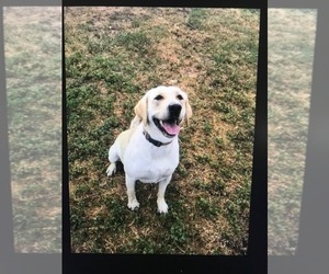 Labrador Retriever Puppy for sale in WILTON, CA, USA