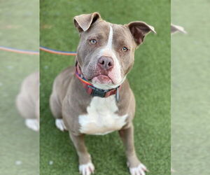 Mutt Dogs for adoption in Fayetteville, NC, USA