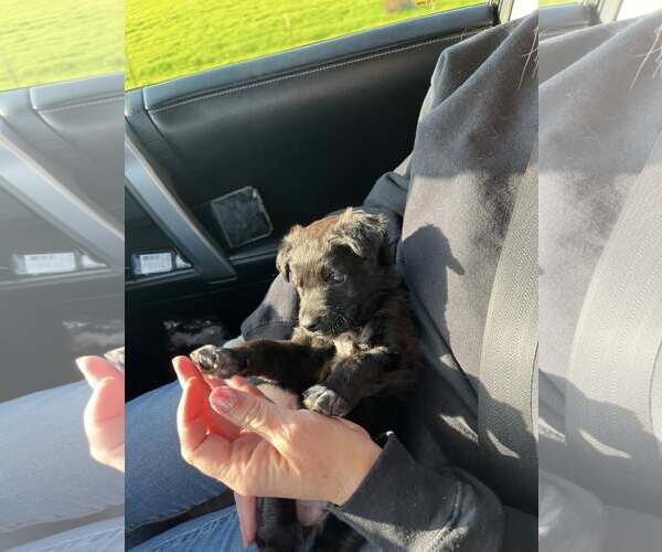 Medium Photo #3 Border Collie-Unknown Mix Puppy For Sale in Paso Robles, CA, USA