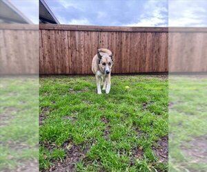German Shepherd Dog-Unknown Mix Dogs for adoption in Plano, TX, USA