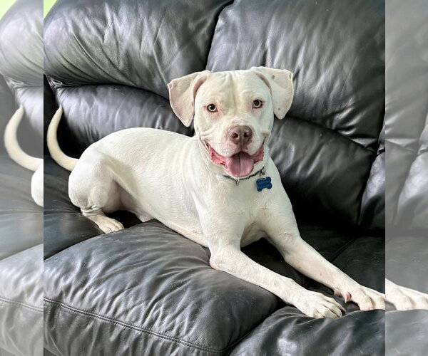 Medium Photo #3 American Staffordshire Terrier-Unknown Mix Puppy For Sale in Spring Lake, NJ, USA