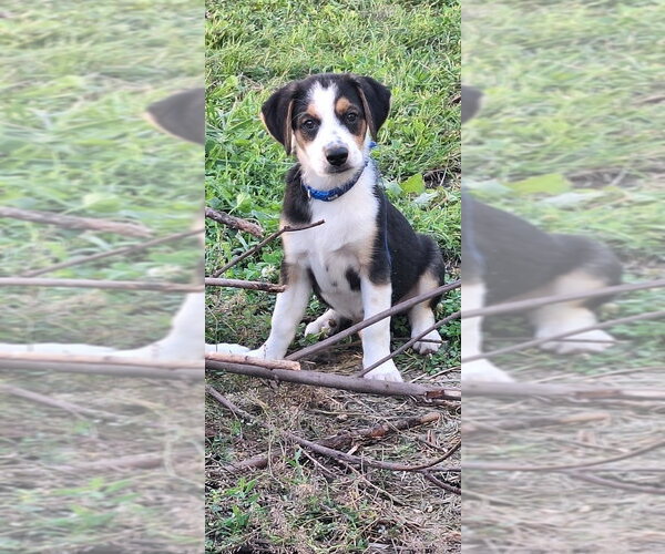 Medium Photo #2 Australian Shepherd-Unknown Mix Puppy For Sale in Aurora, IN, USA