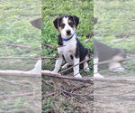 Small #1 Australian Shepherd Mix