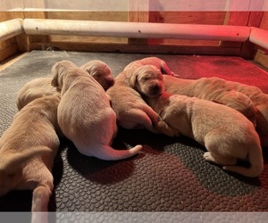 Golden Retriever Puppy for sale in MOMEYER, NC, USA