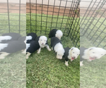 Small Photo #2 Old English Sheepdog Puppy For Sale in OKC, OK, USA