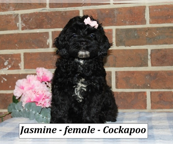 Medium Photo #3 Cockapoo (Miniature) Puppy For Sale in CLARKRANGE, TN, USA