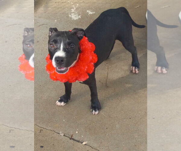 Medium Photo #19 Mutt Puppy For Sale in Murfreesboro, NC, USA