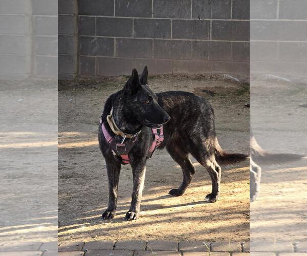 Medium Photo #2 Holland Shepherd-Unknown Mix Puppy For Sale in Chandler, AZ, USA