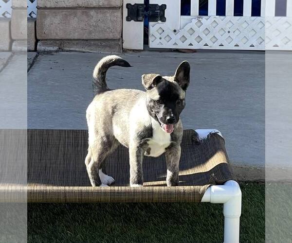Medium Photo #9 Siberian Husky-Unknown Mix Puppy For Sale in La Verne, CA, USA