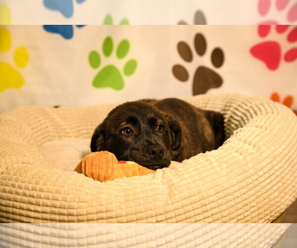 Medium Photo #1 Great Pyrenees-Unknown Mix Puppy For Sale in Brooklyn Center, MN, USA