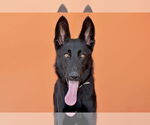 Small German Shepherd Dog