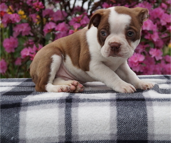 Medium Photo #1 Boston Terrier Puppy For Sale in MYERSTOWN, PA, USA