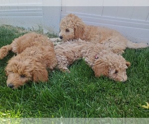 Goldendoodle (Miniature) Puppy for sale in MORGAN, UT, USA