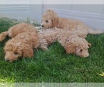Small Photo #1 Goldendoodle (Miniature) Puppy For Sale in MORGAN, UT, USA