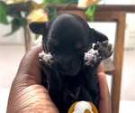 Small Photo #3 YorkiePoo Puppy For Sale in MONTGOMERY VILLAGE, MD, USA