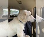 Small #6 Great Pyrenees