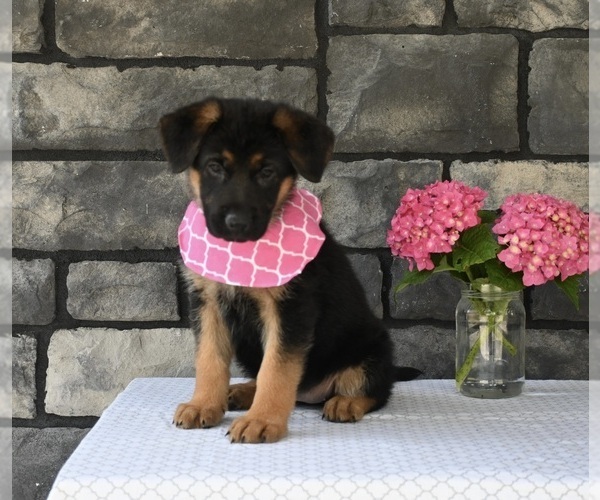 Medium Photo #4 German Shepherd Dog Puppy For Sale in MILLERSBURG, OH, USA