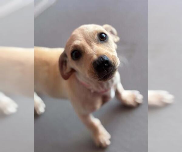 Medium Photo #1 Labrador Retriever-Unknown Mix Puppy For Sale in Visalia, CA, USA