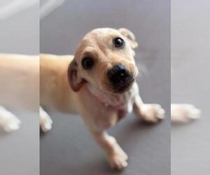 Labrador Retriever-Unknown Mix Dogs for adoption in Visalia, CA, USA