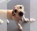 Small Labrador Retriever Mix
