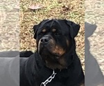 Small #12 Rottweiler
