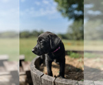 Puppy Purple Australian Cattle Dog-Labrador Retriever Mix