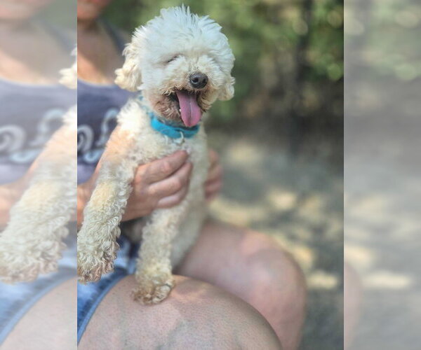 Medium Photo #1 Poodle (Miniature)-Unknown Mix Puppy For Sale in Elmsford, NY, USA