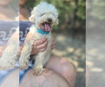 Small Poodle (Miniature) Mix