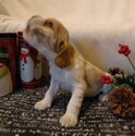 Small Photo #1 Cocker Spaniel Puppy For Sale in ATKINSONS MILLS, PA, USA