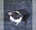 Small #2 Boston Terrier