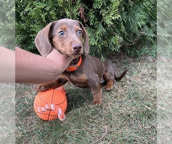 Medium Photo #5 Dachshund Puppy For Sale in MIDDLEBURY, IN, USA