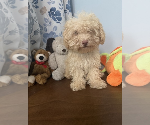 Medium Photo #42 Bichpoo Puppy For Sale in DURHAM, CT, USA
