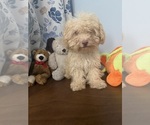 BichPoo puppies - Male Bichpoo Puppy for Sale - Photo #42