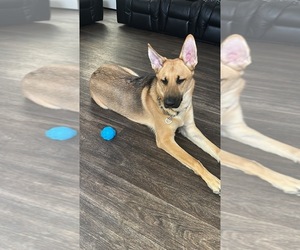 Malinois Dogs for adoption in ESCONDIDO, CA, USA