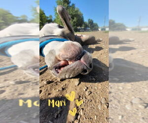 American Pit Bull Terrier-Unknown Mix Dogs for adoption in Monte Vista, CO, USA