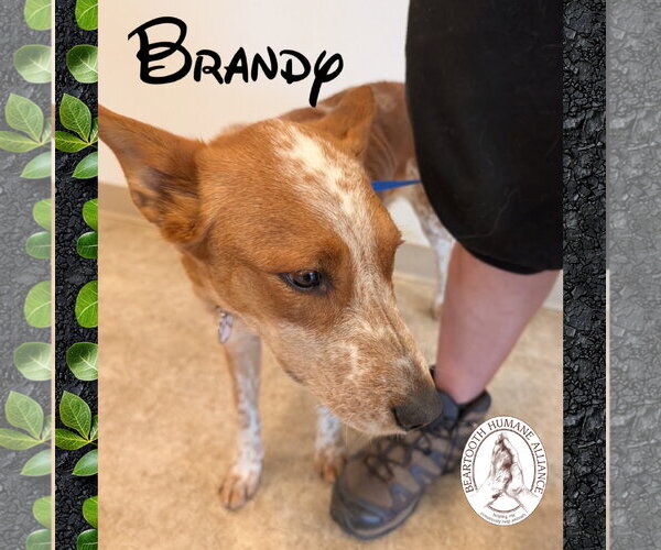 Medium Photo #2 - Mix Puppy For Sale in Red Lodge, MT, USA