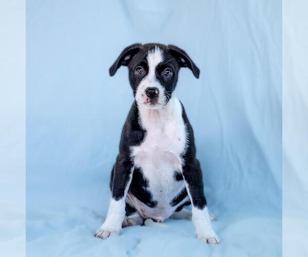 Medium Photo #2 Colonial Cocker Spaniel-Unknown Mix Puppy For Sale in San Diego, CA, USA