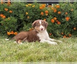Small #3 Border Collie