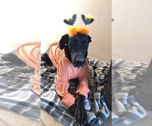 Great Dane Dogs for adoption in Bullard, TX, USA