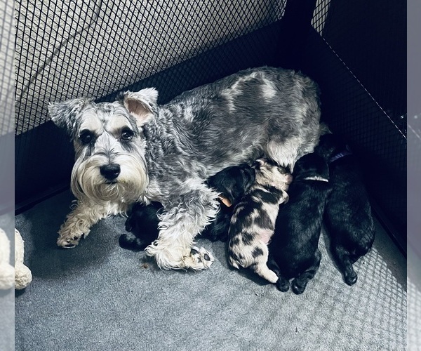 Medium Photo #1 Schnauzer (Miniature) Puppy For Sale in HESPERIA, CA, USA
