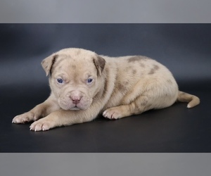 American Bully Puppy for sale in CHAMPAIGN, IL, USA