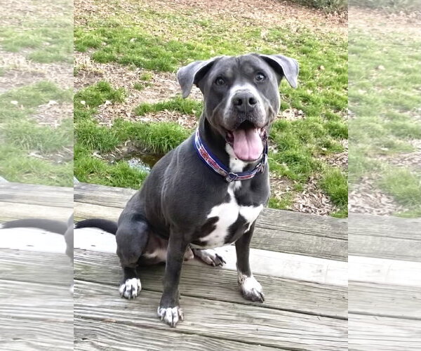 Medium Photo #14 American Staffordshire Terrier-Labrador Retriever Mix Puppy For Sale in Holly Springs, NC, USA