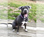 Small #13 American Staffordshire Terrier-Labrador Retriever Mix