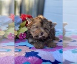 Small Photo #2 Yorkshire Terrier Puppy For Sale in DAYTONA BEACH, FL, USA
