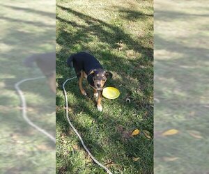 Australian Shepherd-German Shepherd Dog Mix Dogs for adoption in Pittstown, NJ, USA